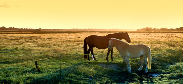 Horse in the field