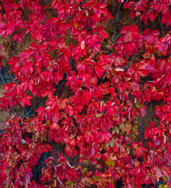 Close-up of red maple leaves on plant