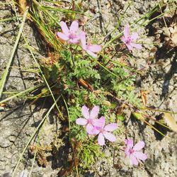 Close-up of pink flowers