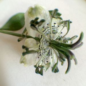 Close-up of white flowers