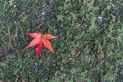 High angle view of maple leaf on field