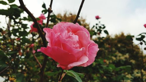 Close-up of fresh pink rose blooming outdoors