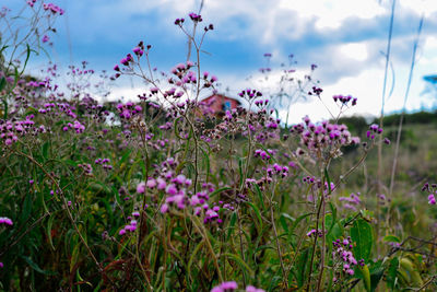 Close-up of purple flowering plants on field