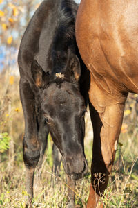 Close-up of a horse on field