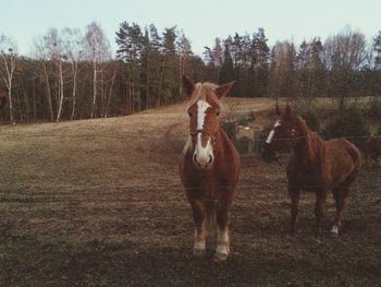 Horse grazing on grassy field