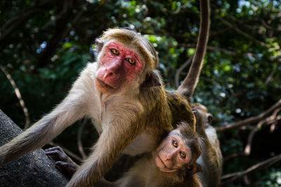 Low angle view of monkey on tree