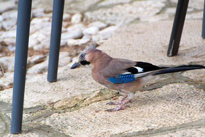 High angle view of bird perching