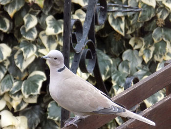 Close-up of bird perching outdoors