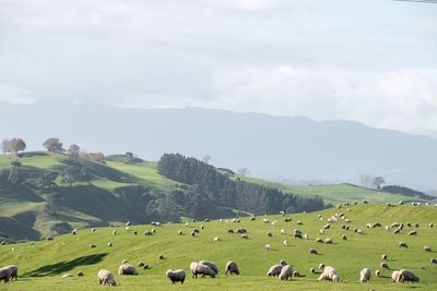 Flock of sheep on grassy field against sky