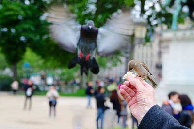 Peaceful dove eating on human hand