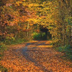 Footpath amidst trees during autumn