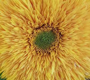 Full frame shot of yellow flower