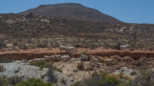 Sheep on landscape against mountains