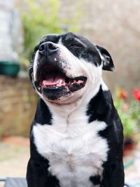 Close-up portrait of a dog