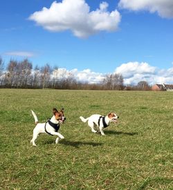 Dogs running on grassy field against sky