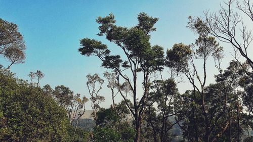 Low angle view of trees against sky