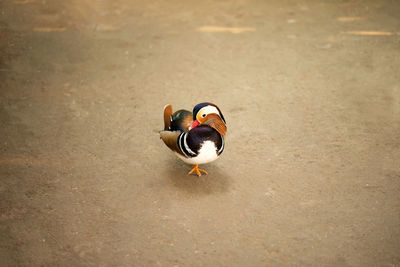 Beautiful mandarin duck with pretty feathers doing pose in the garden.