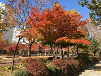 Trees in park during autumn