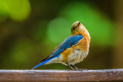 Close-up of bird perching on branch