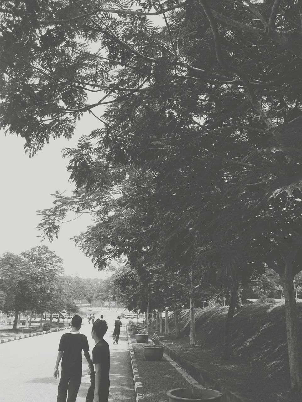 tree, lifestyles, walking, men, leisure activity, person, rear view, shadow, branch, sunlight, street, day, growth, full length, road, nature, outdoors, togetherness