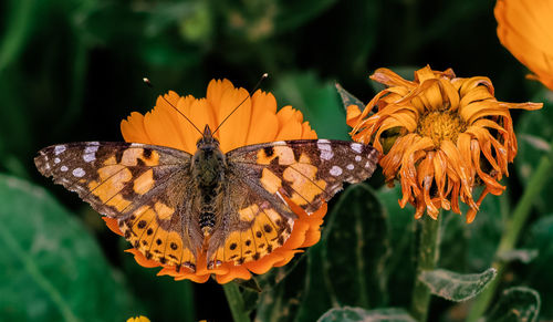 Close-up of butterfly pollinating on orange flower