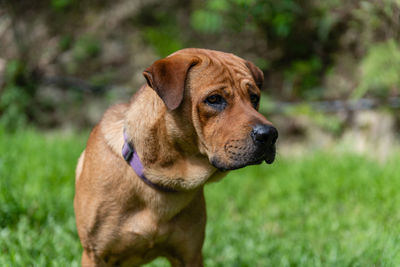 Dog looking away on field