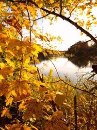 Close-up of yellow leaves on tree by lake against sky