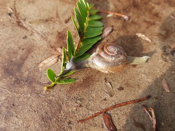 High angle view of snail on land