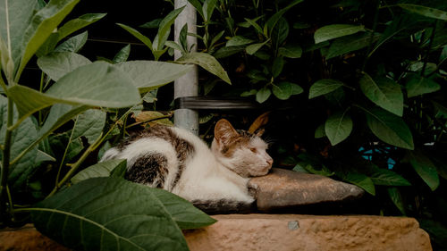 Cat resting in a plant