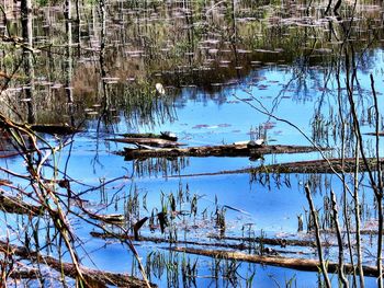 Reflection of tree in water