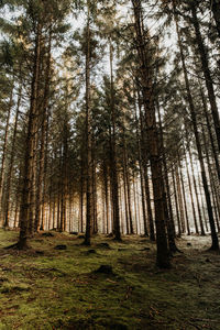 Pine trees in forest