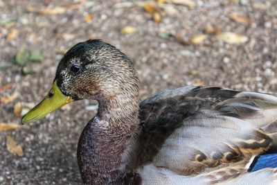 Close-up of a duck