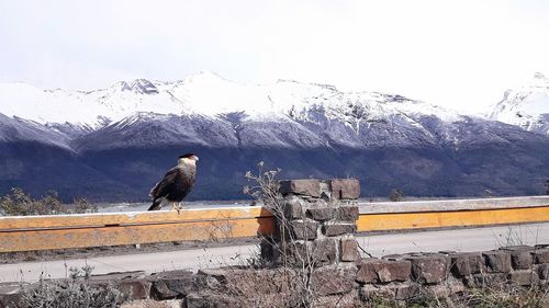 Bird perching on snow covered mountains against clear sky