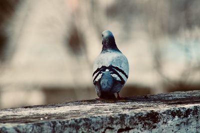 Close-up of pigeon perching on retaining wall