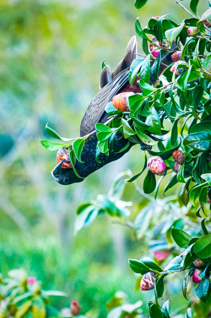 CLOSE-UP OF BUTTERFLY ON PLANT