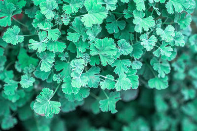 Close-up of green leaf on plant