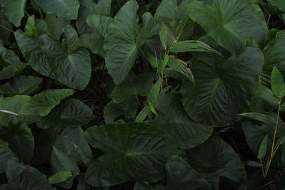 Full frame shot of plants