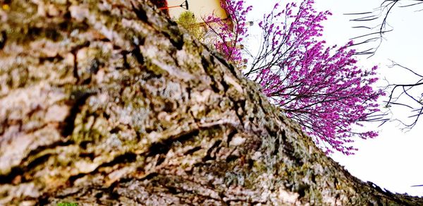 Low angle view of cherry blossom tree