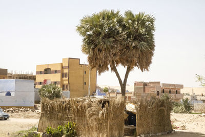 Trees and buildings on field against sky