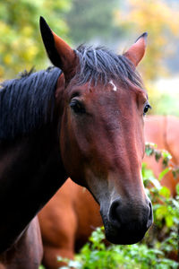 Close-up portrait of horse