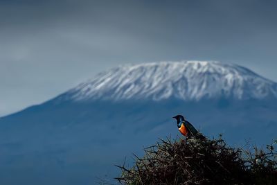 Bird perching on a mountain