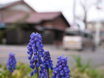 Close-up of purple flowering plant against building