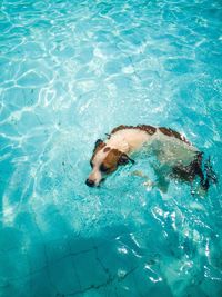 Dog swimming in a beautiful blue swimming pool, on a very hot summer brazilian day.