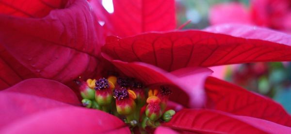 Close-up of pink flowers