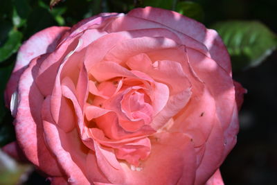 Close-up of pink rose