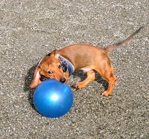 Dog with ball in mouth