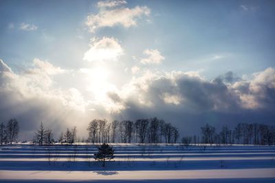 Trees on snow covered landscape against sky