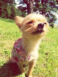 Close-up of dog sitting on grass