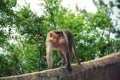 Monkey on tree