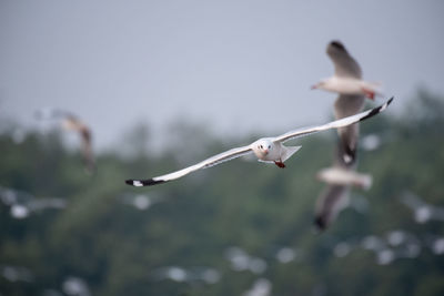 Close-up of bird flying